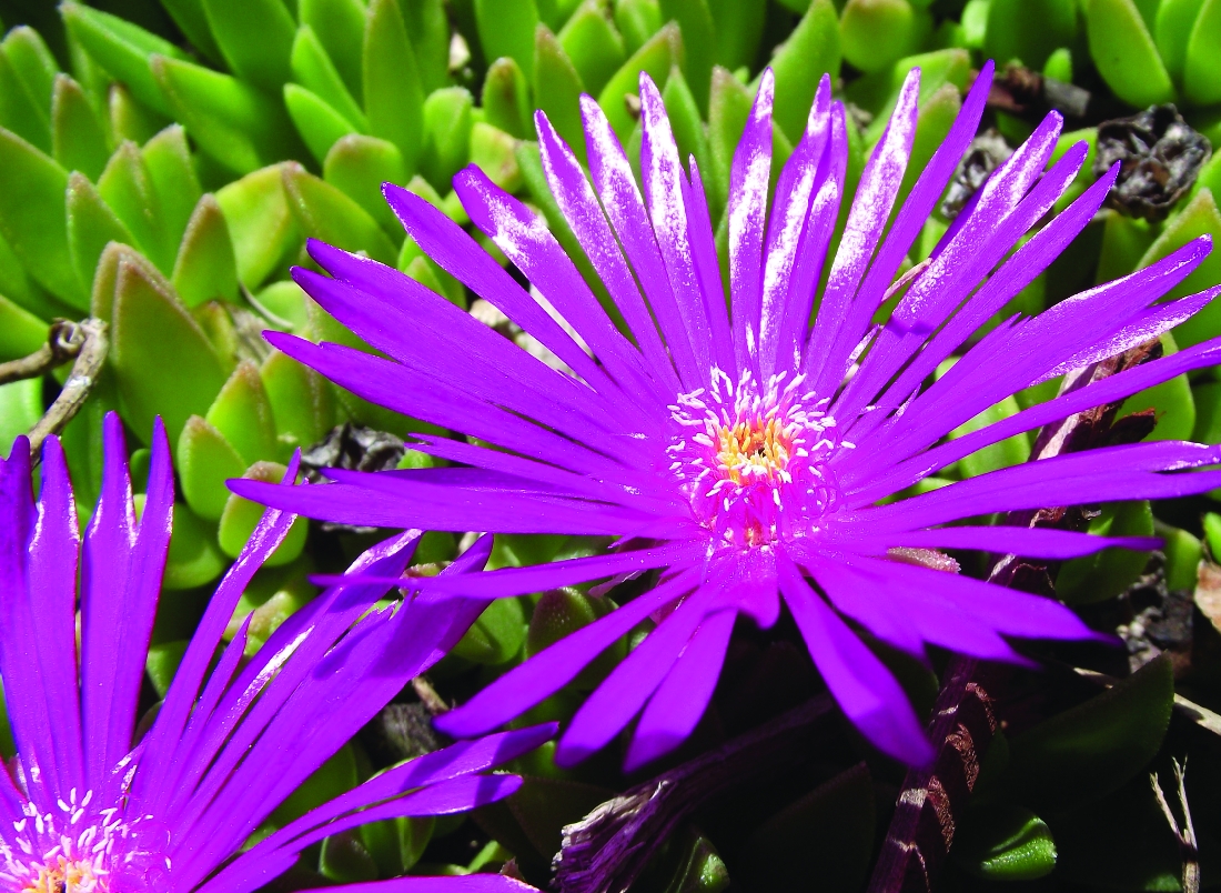Ice Plant Grown in Colorado gardens as a drought-tolerant and attractive blooming groundcover, ice plants (from the genus Delosperma) contain differing amounts of dimethyltryptamine,  or DMT, a hallucinogen that produces out-of-body experiences.