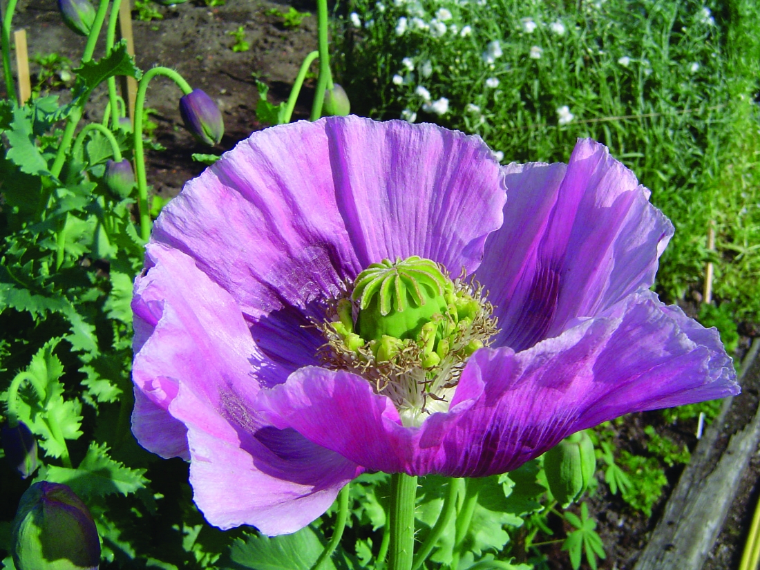 Opium Poppy The poppy seed used in muffins and cookies as a culinary spice is in fact from Papaver somniforum — the famous opium poppy. There are many ornamental garden versions, too. The seeds don’t contain opium, but the plants can produce it in the sap that drains from scratched seed pods (which, by the way, is illegal to do with your poppies).