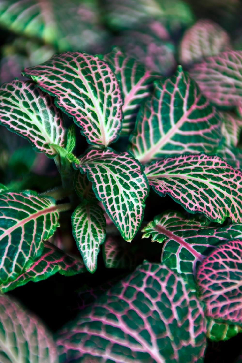 Mosaic Plant Mosaic Plant is grown as an annual or houseplant in Colorado and can grow year-round in frost-free parts of the United States. Native to South America, Fittonia albivenis is a hallucinogen that has been used by indigenous people for medicinal or spiritual purposes.