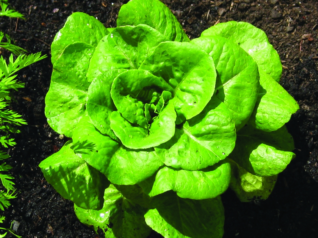 Lettuce Believe it or not, the harmless salad greens you know as lettuce produce psychoactive compounds similar to opium, which can make you feel calm, relaxed and hungry — so that’s why salads are used as an appetizer! The lettuce cultivated today has such a small amount of the psychoactive compounds that it’s impossible for them to have an effect on someone; an analogy for lettuce is industrial hemp, with negligible THC. But wild lettuce as well as the ancient lettuce that modern lettuce was bred from might indeed create a high.