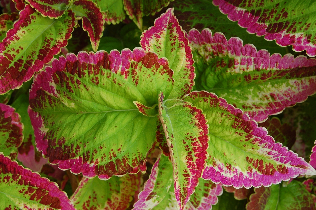 Coleus One of the most popular ornamental annuals grown for colorful leaves, the Coleus plants you’ll find in every nursery or garden center in town were bred from plants once smoked by the Mazatec people of Mexico as a mild hallucinogen.