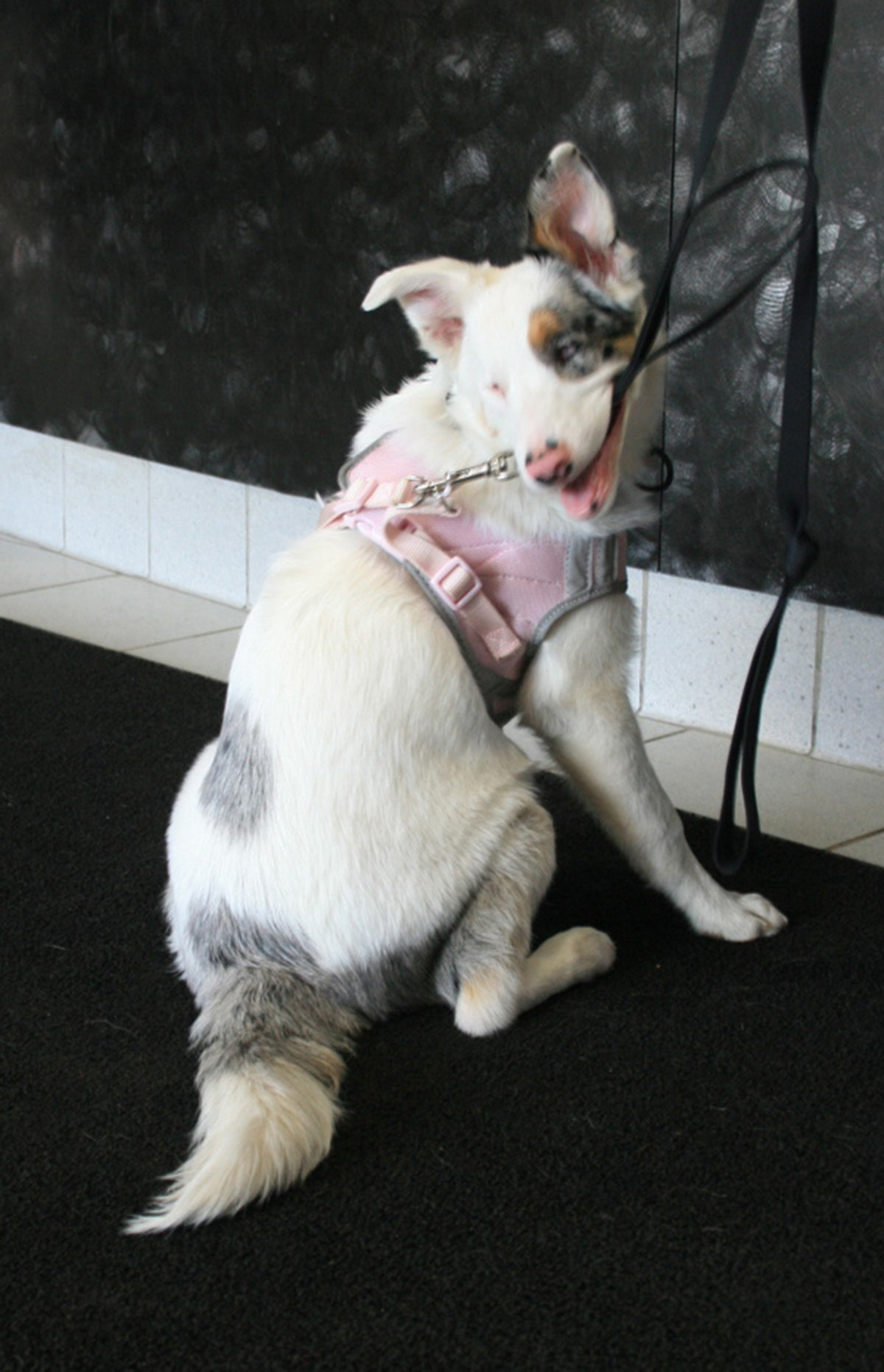 Onya prepares to leave a specialty vet clinic after an assessment of her abilities and deficiencies.