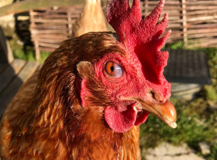 anti-LGBTQ-chik-fil-a