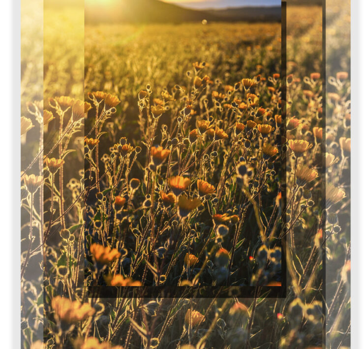 Wild-Animal-Sanctuary