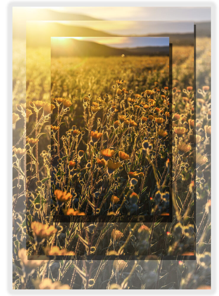 Wild-Animal-Sanctuary