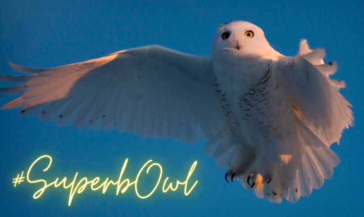 Snowy owl in flight with #SuperbOwl