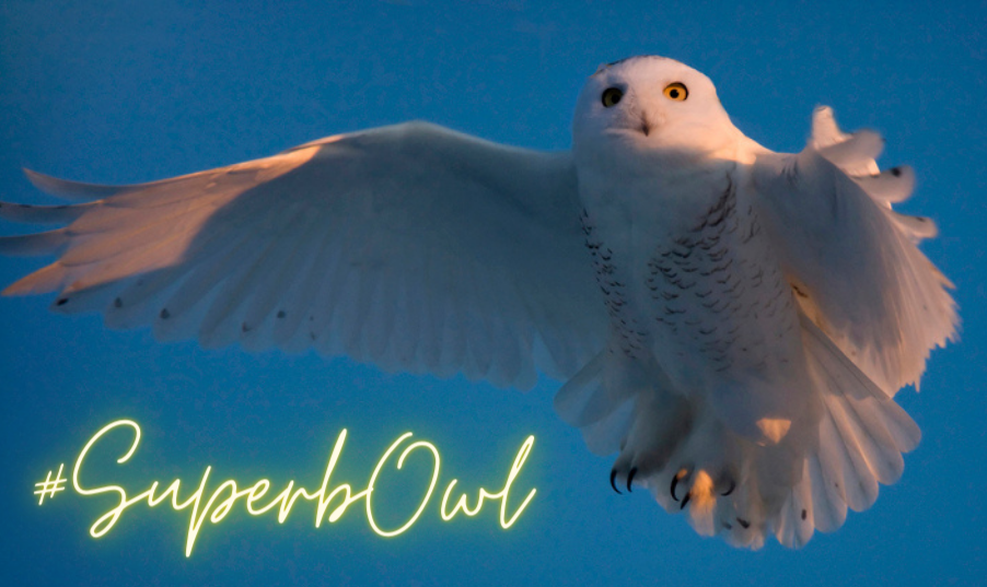 Snowy owl in flight with #SuperbOwl