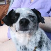 Black and white dog getting pets