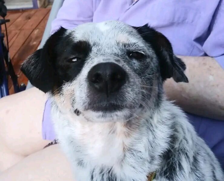 Black and white dog getting pets