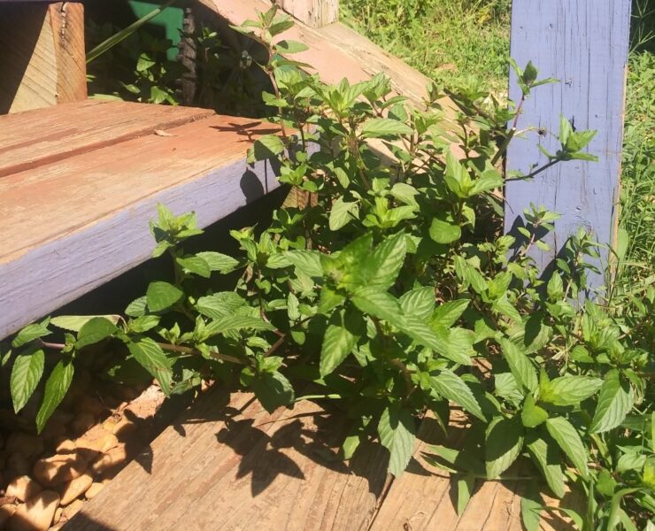 Mint between the steps