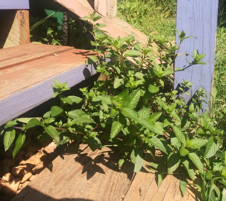 Mint between the steps