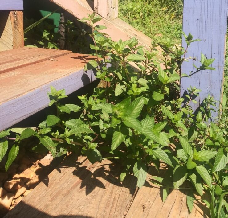 Mint between the steps
