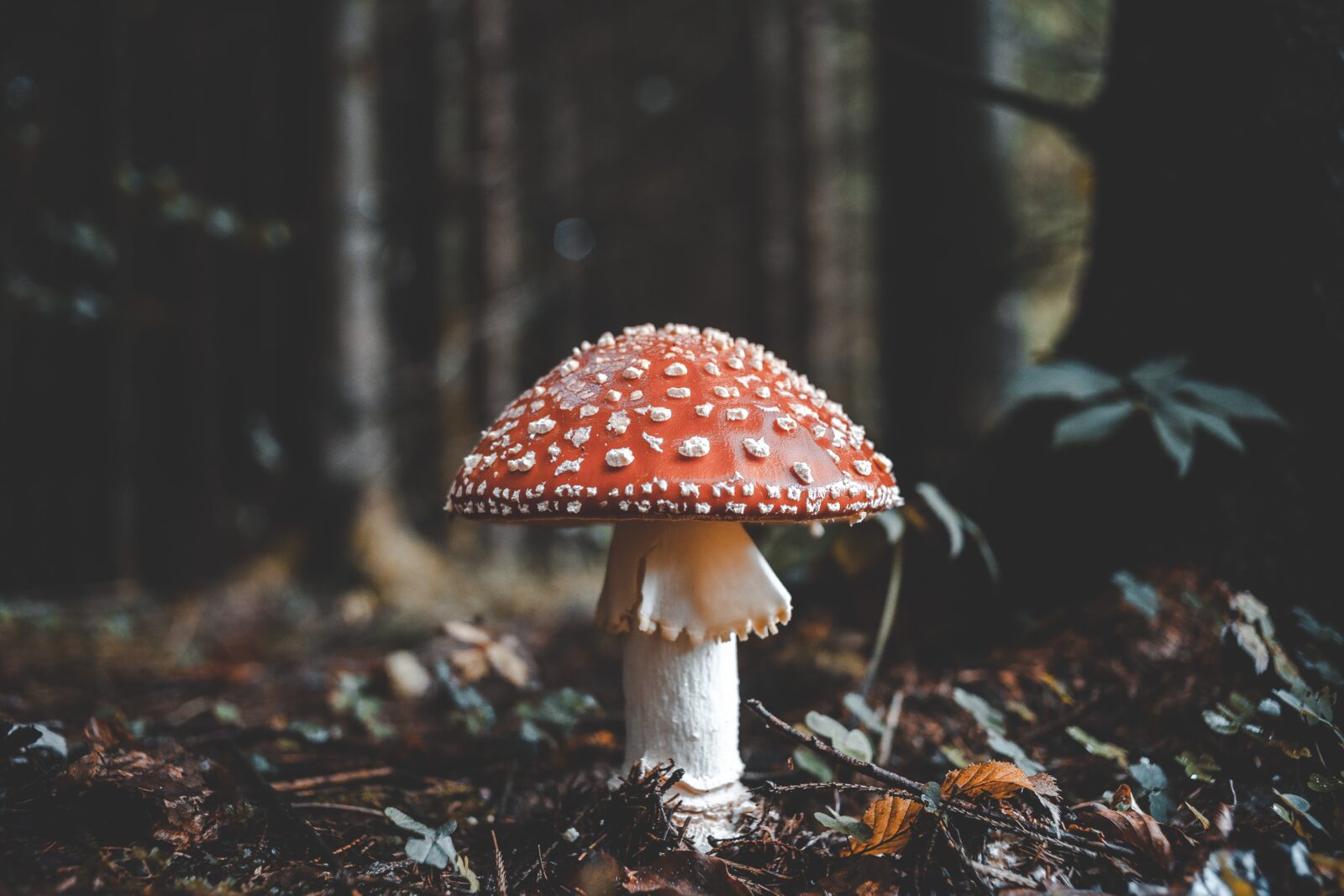 red and white mushroom photo