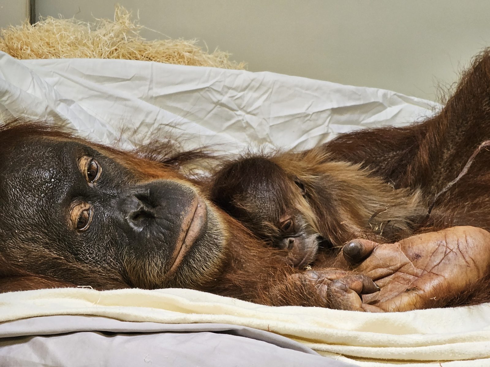 Sumatran orangutan baby and mother