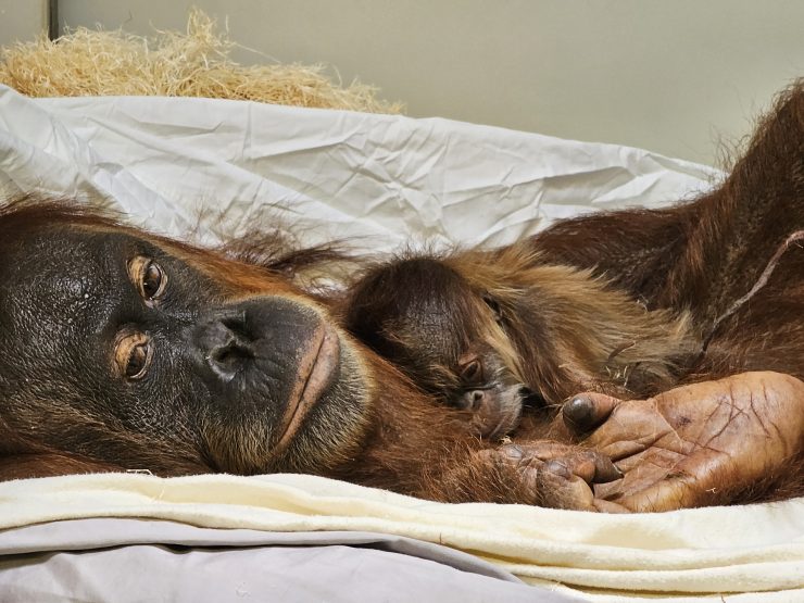 Sumatran orangutan baby and mother