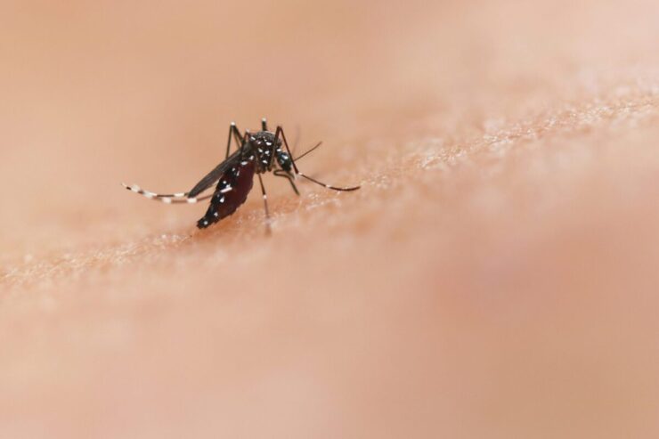 Trans Mosquitoes Created by Scientists Help Fight Malaria