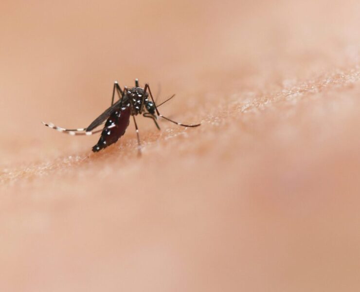 Trans Mosquitoes Created by Scientists Help Fight Malaria