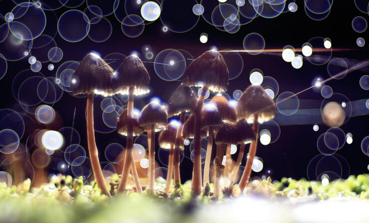 psychedelic mushrooms