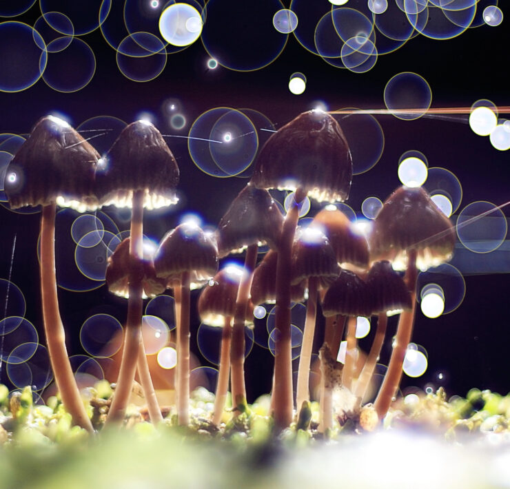 psychedelic mushrooms