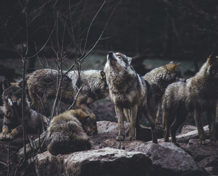 wolves