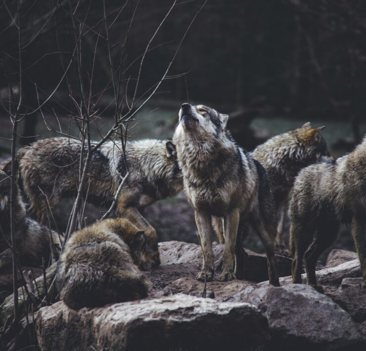 wolves